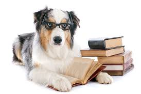 Dog reading a book